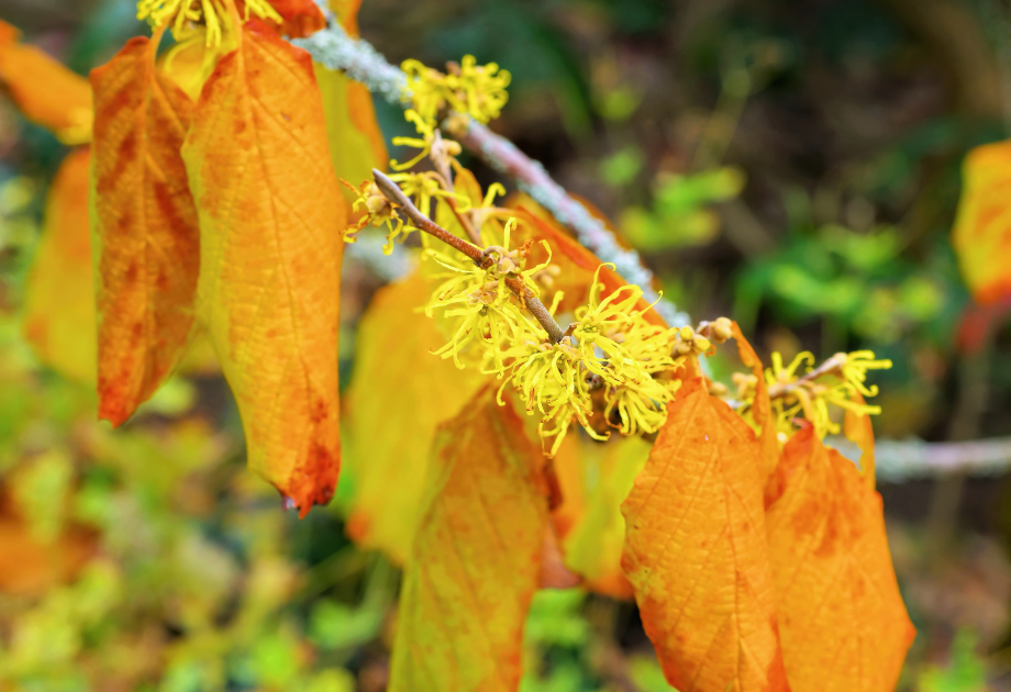 Witch Hazel